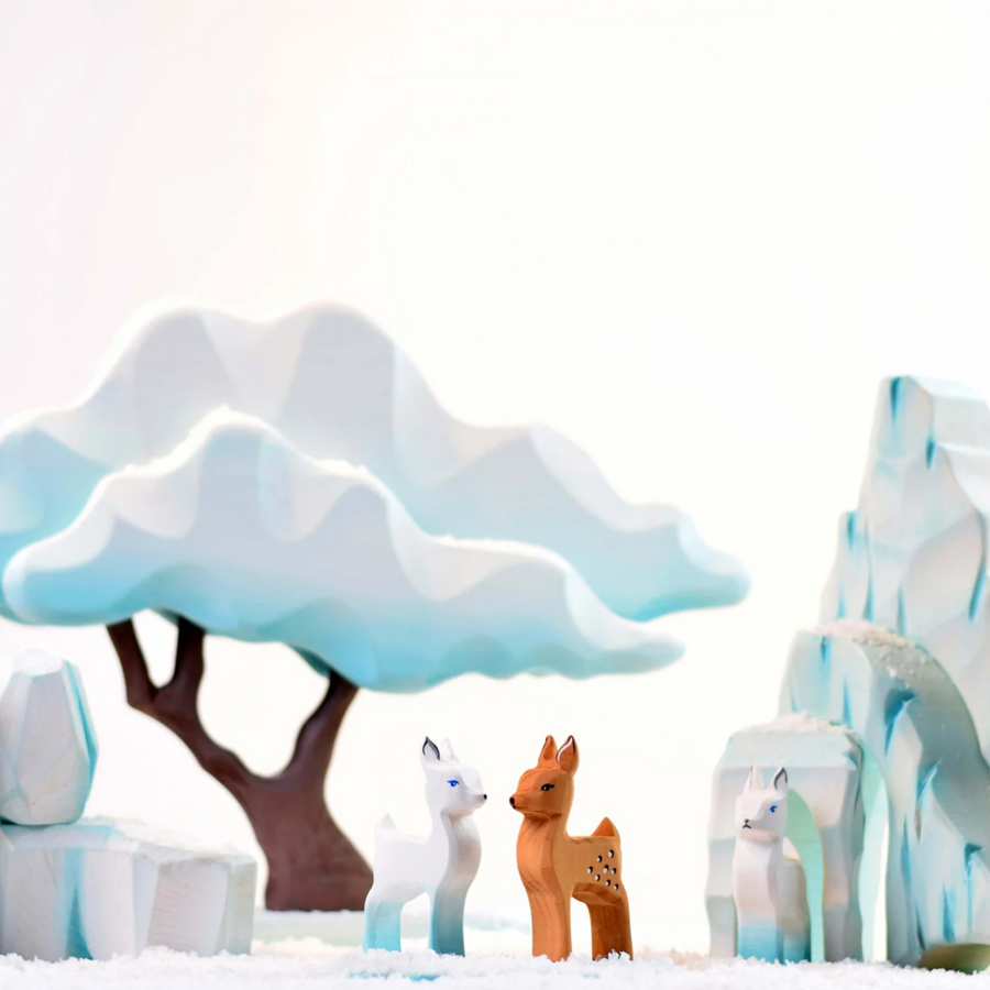 Japanese Winter Maple (Blue)