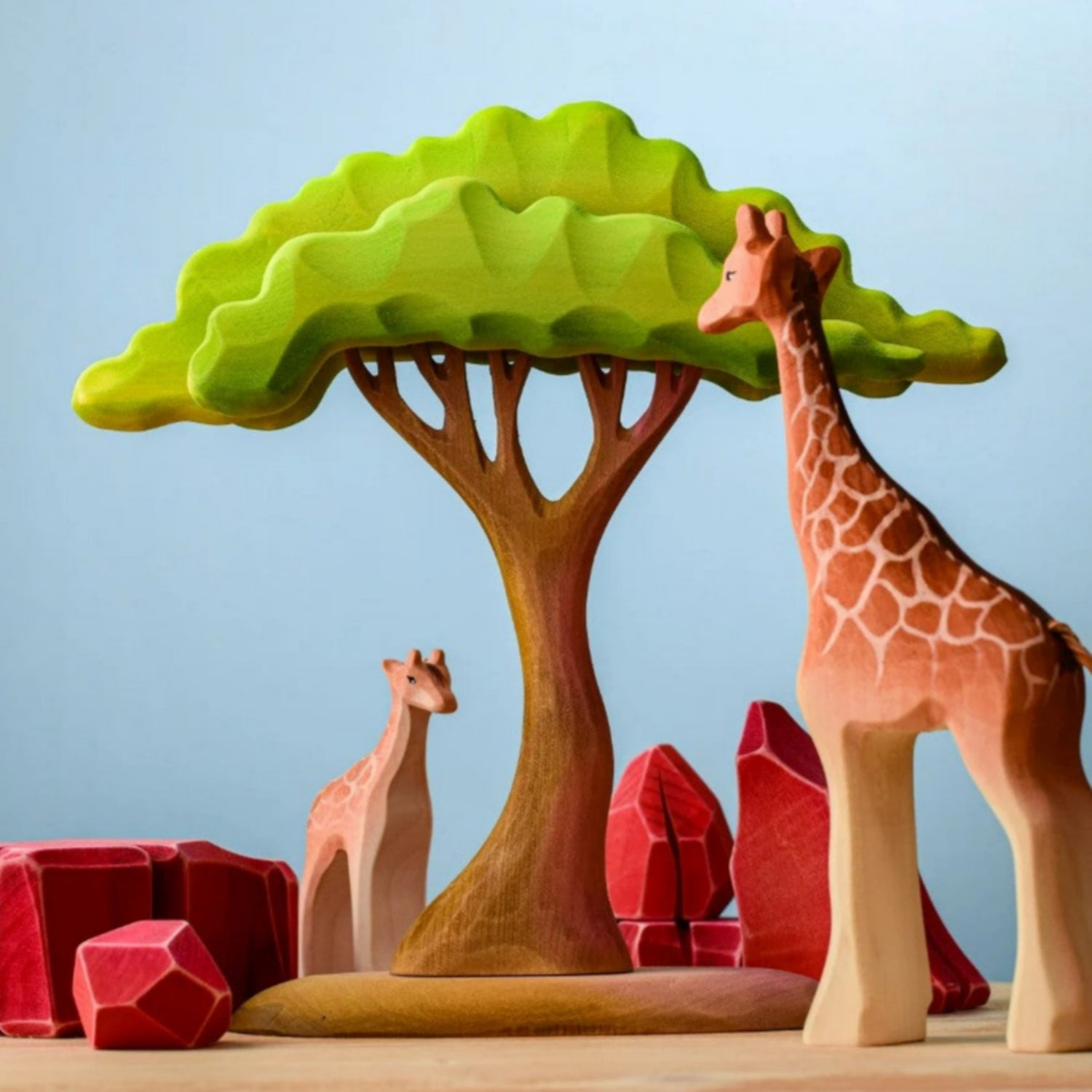 Large Acacia Tree