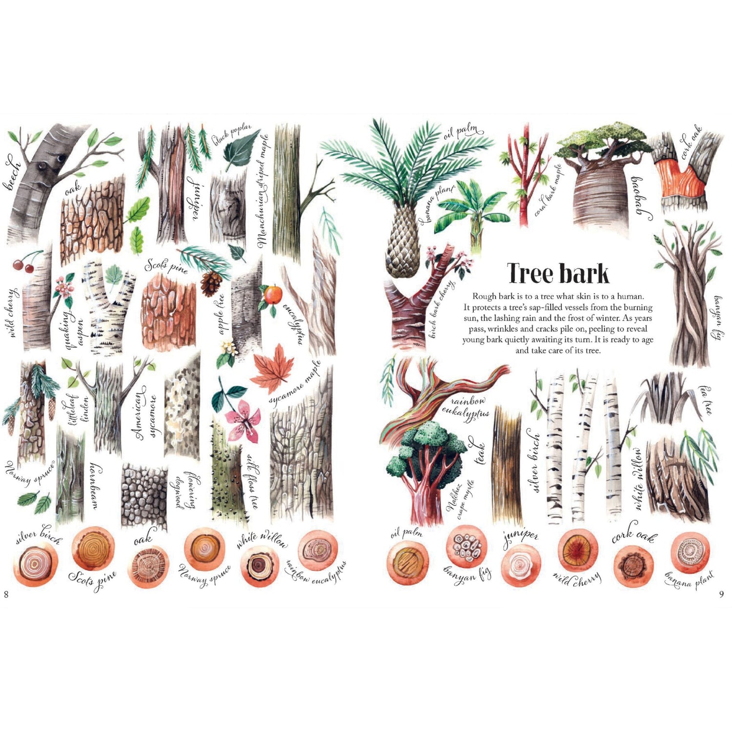 Shapes and Patterns in Nature | Hardcover