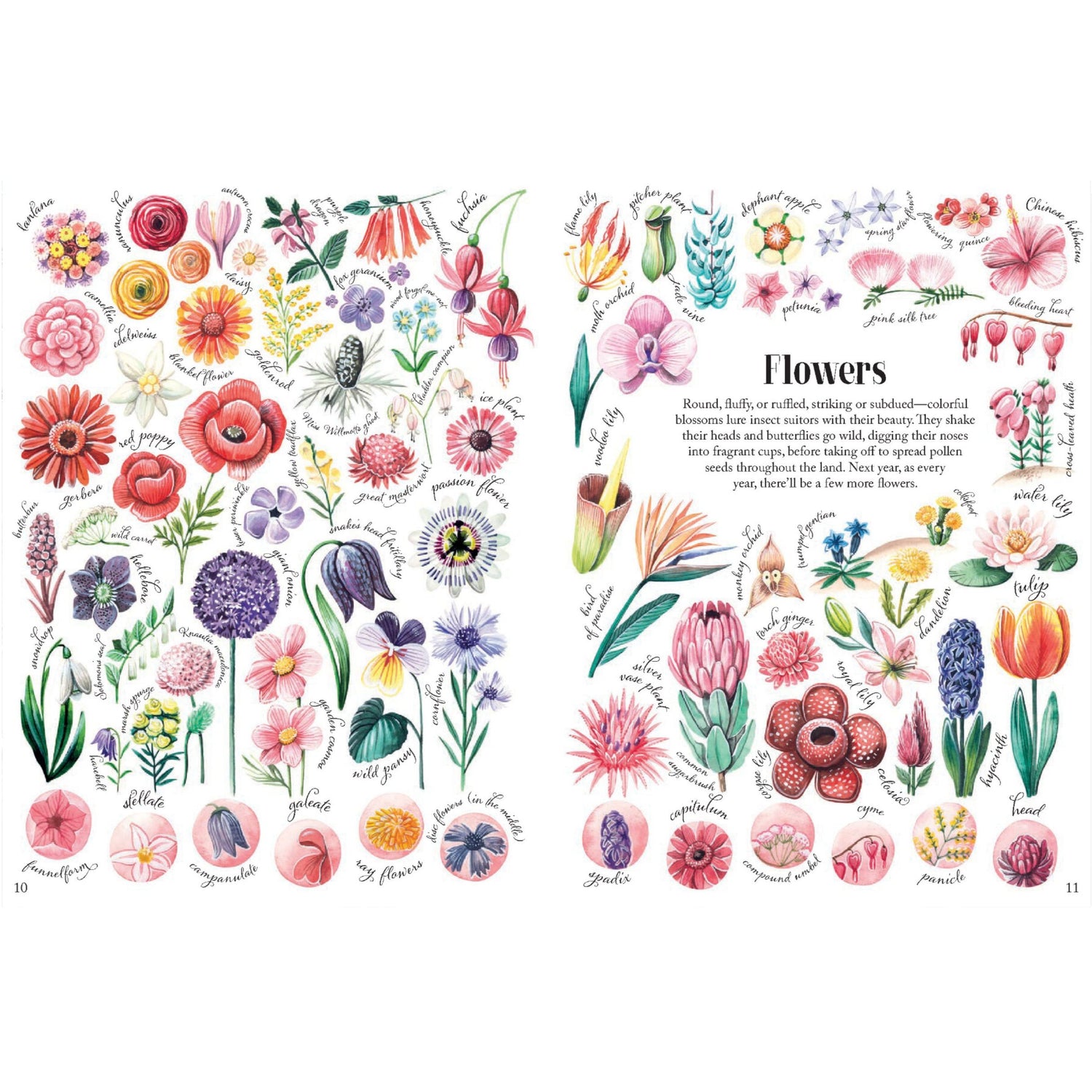Shapes and Patterns in Nature | Hardcover