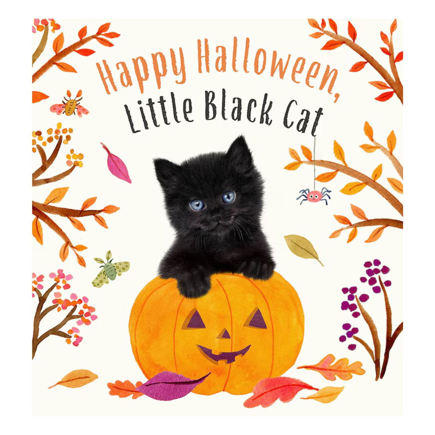 Happy Halloween, Little Black Cat | Board Book