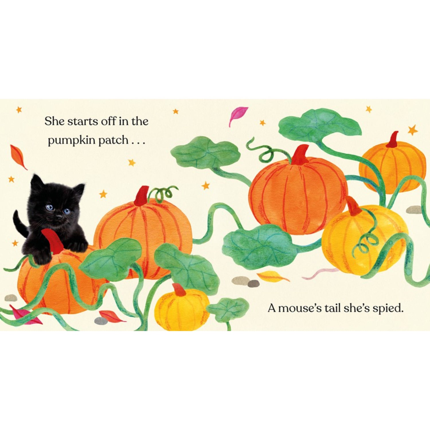 Happy Halloween, Little Black Cat | Board Book