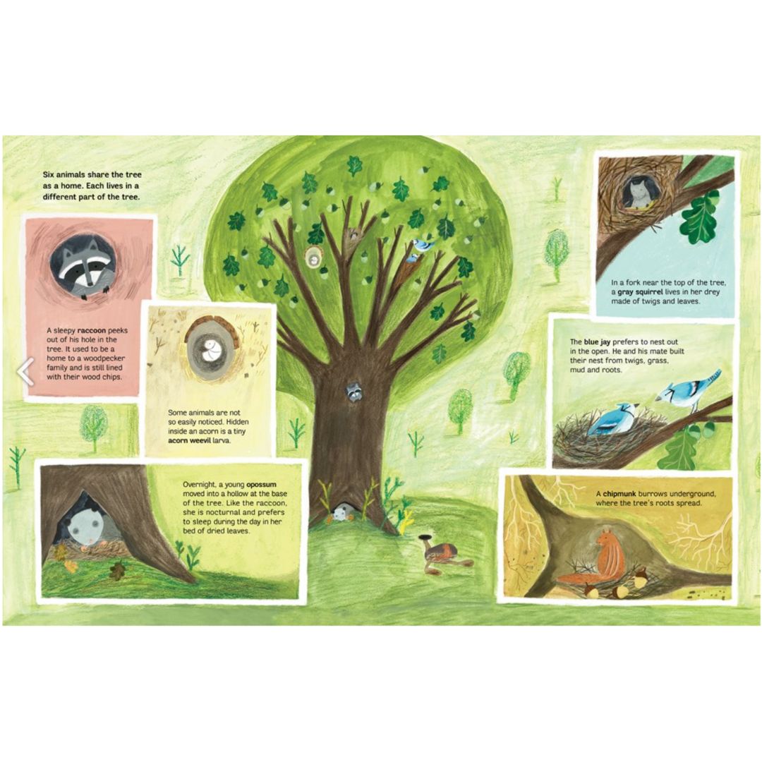 A Tree Is a Home | Hardcover