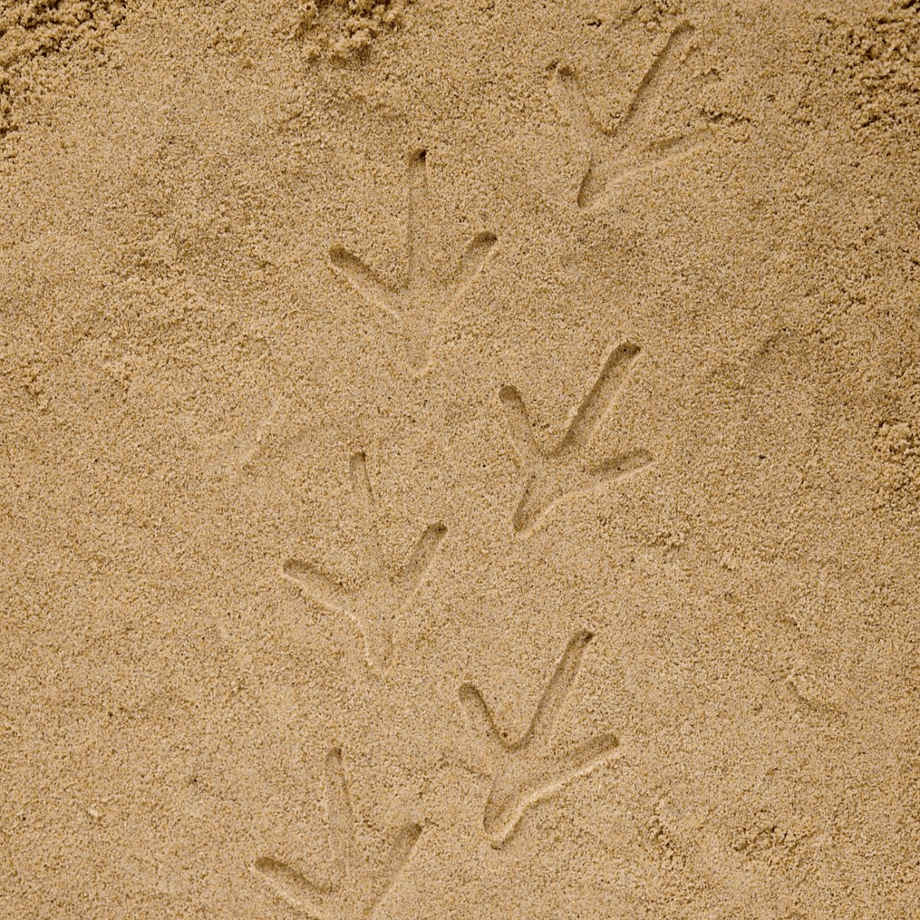 Yellow Door Sensory Play Lets Investigate - Farmyard Footprints Sensory Stones (Double Sided)