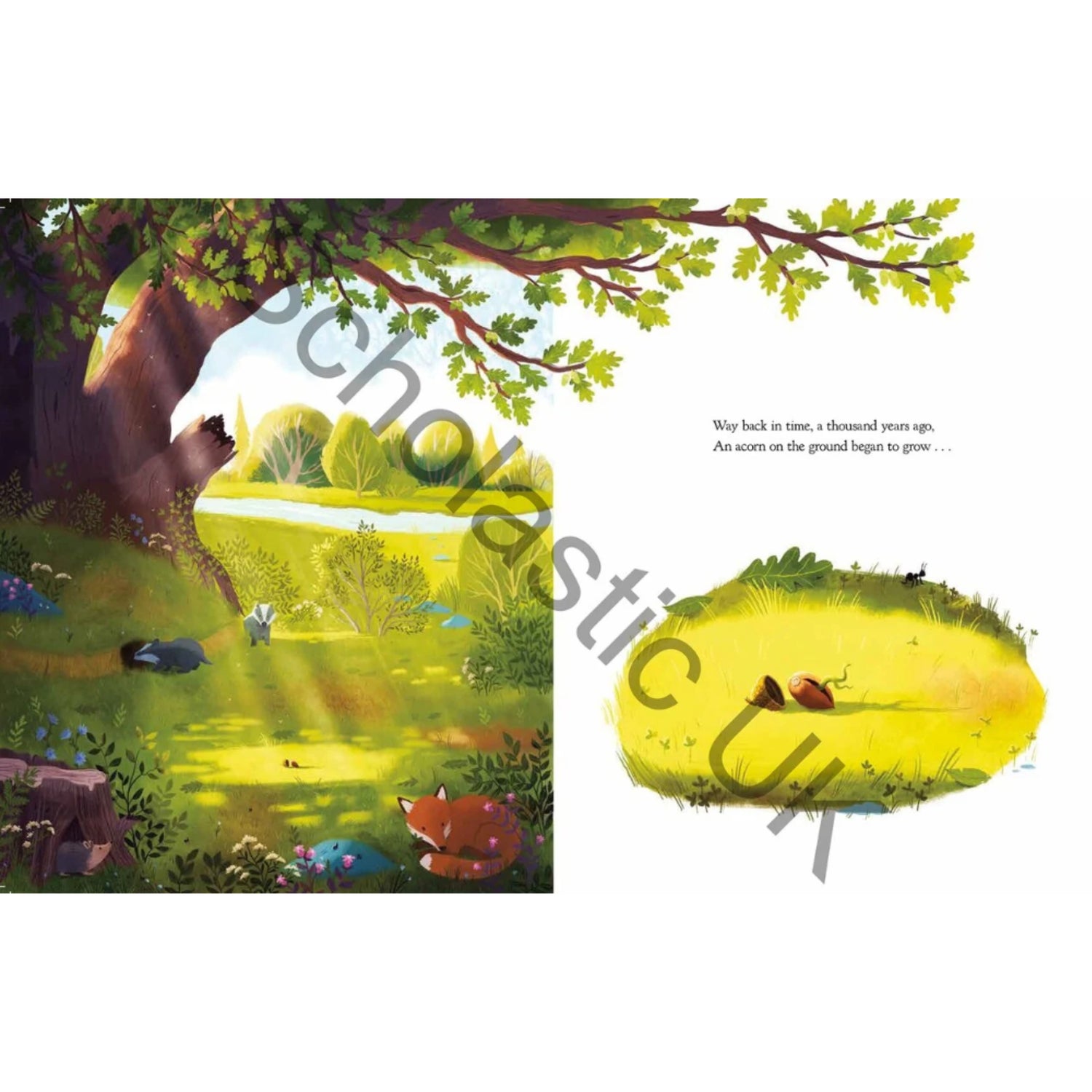 The Oak Tree | Paperback