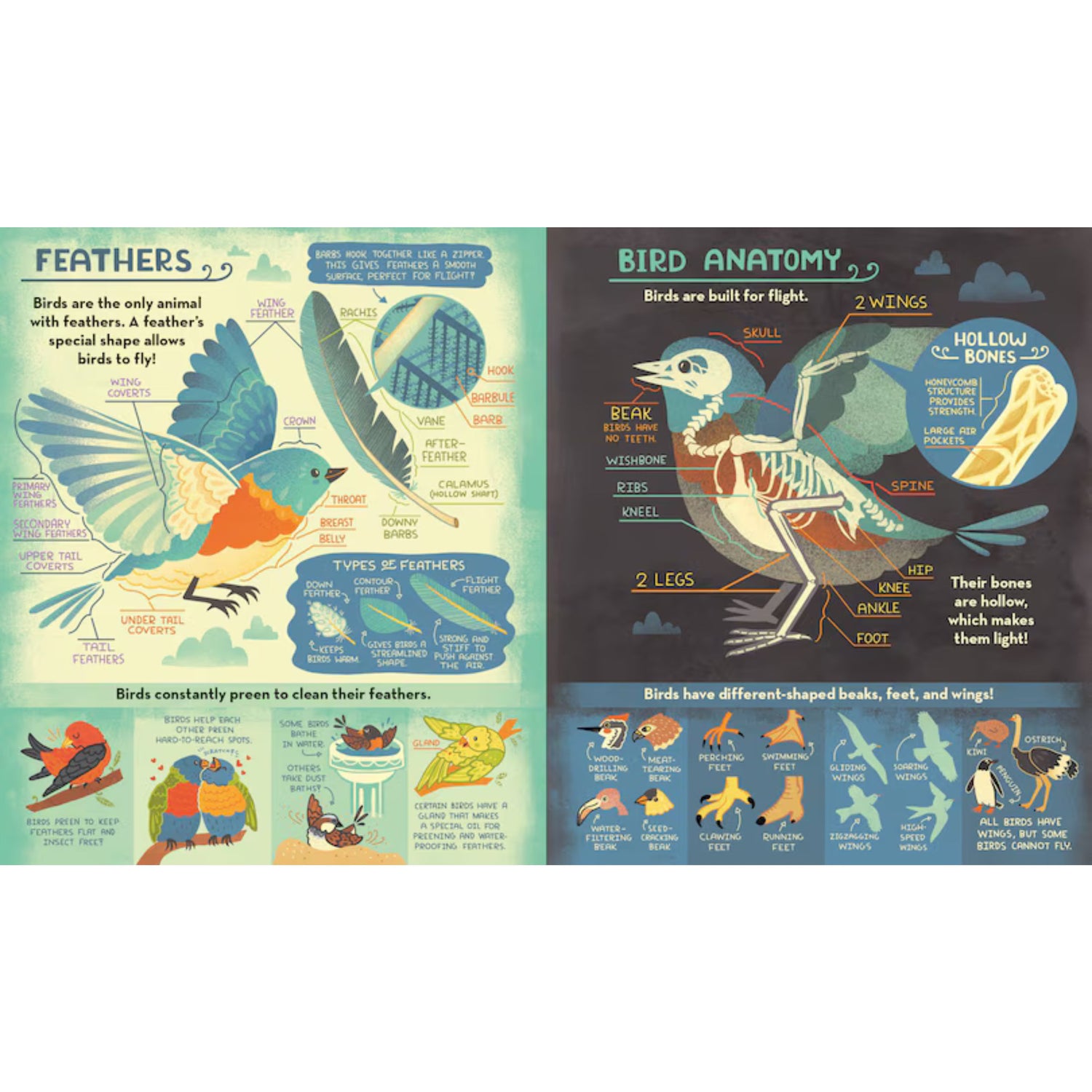 What's Inside A Bird's Nest?: And Other Questions About Nature & Life Cycles | Paperback