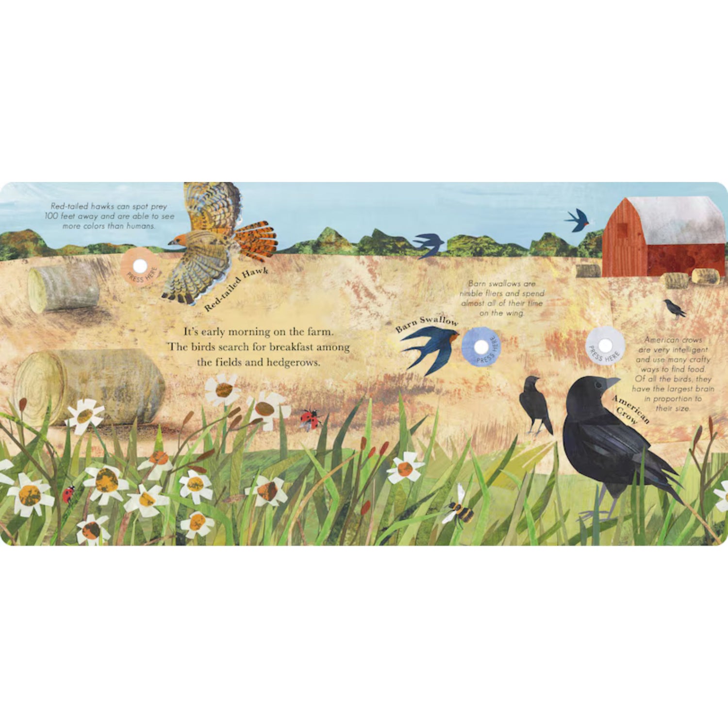 Songs of the Birds: A Guide to North American Bird Calls and Songs | Sound Book