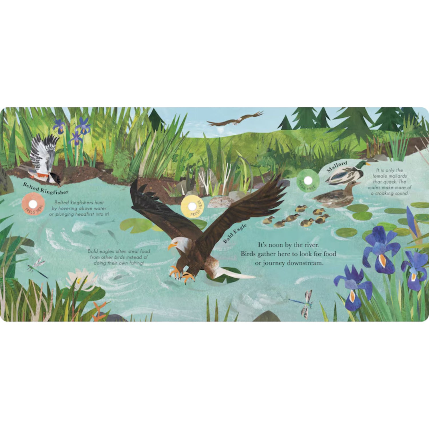 Songs of the Birds: A Guide to North American Bird Calls and Songs | Sound Book