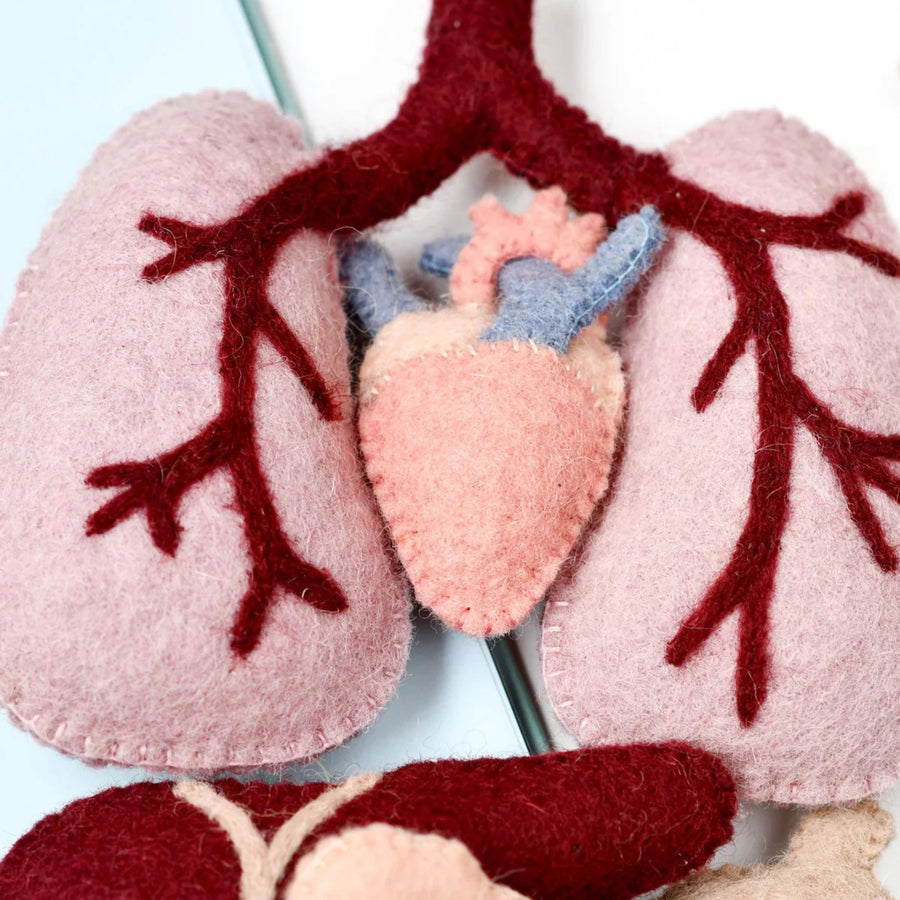 Felt Anatomy Play Set