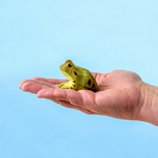 Frog | Wooden Toy