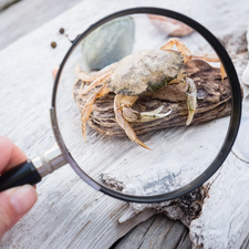 Children's Magnifying Glass