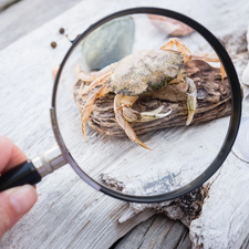 Moulin Roty Children's Magnifying Glass