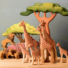 Large Acacia Tree