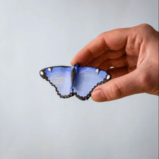 Blue Butterfly
