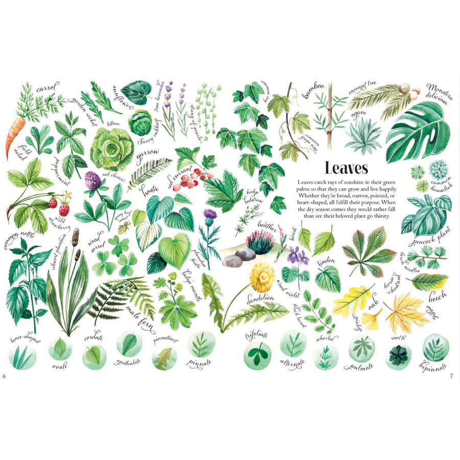 Shapes and Patterns in Nature | Hardcover