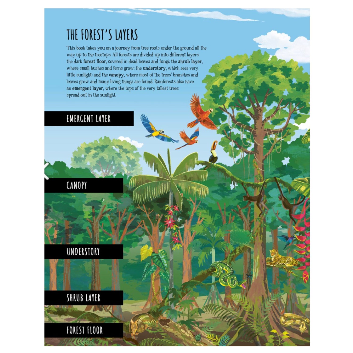 The Forest That Grows Around Me | Hardcover
