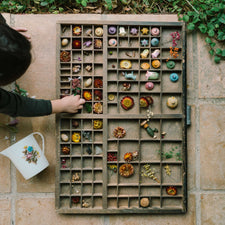 Grapat Wood Flower Meadow