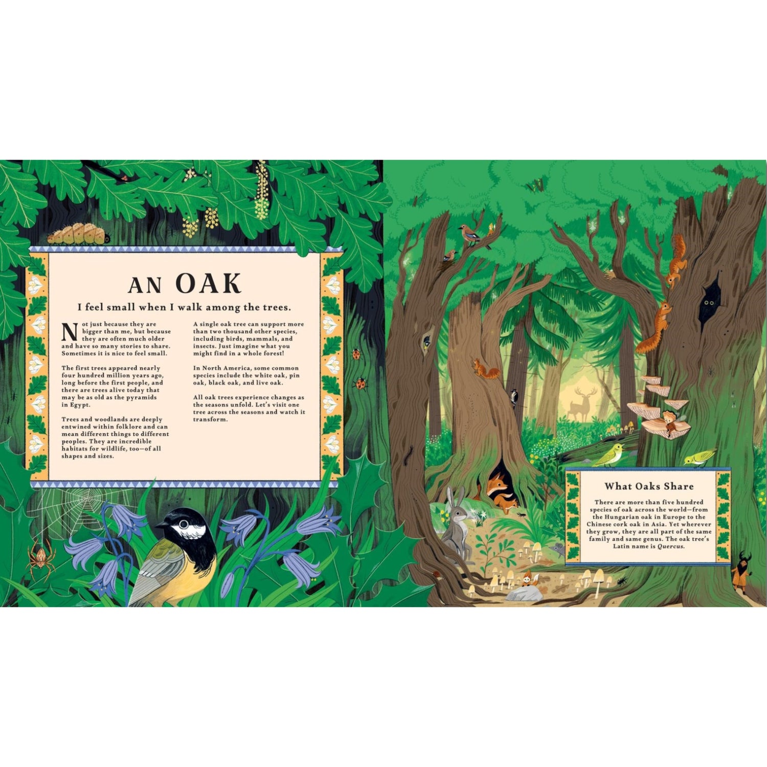 Woodlore: Discover the Seasons and Stories of the Forest | Hardcover