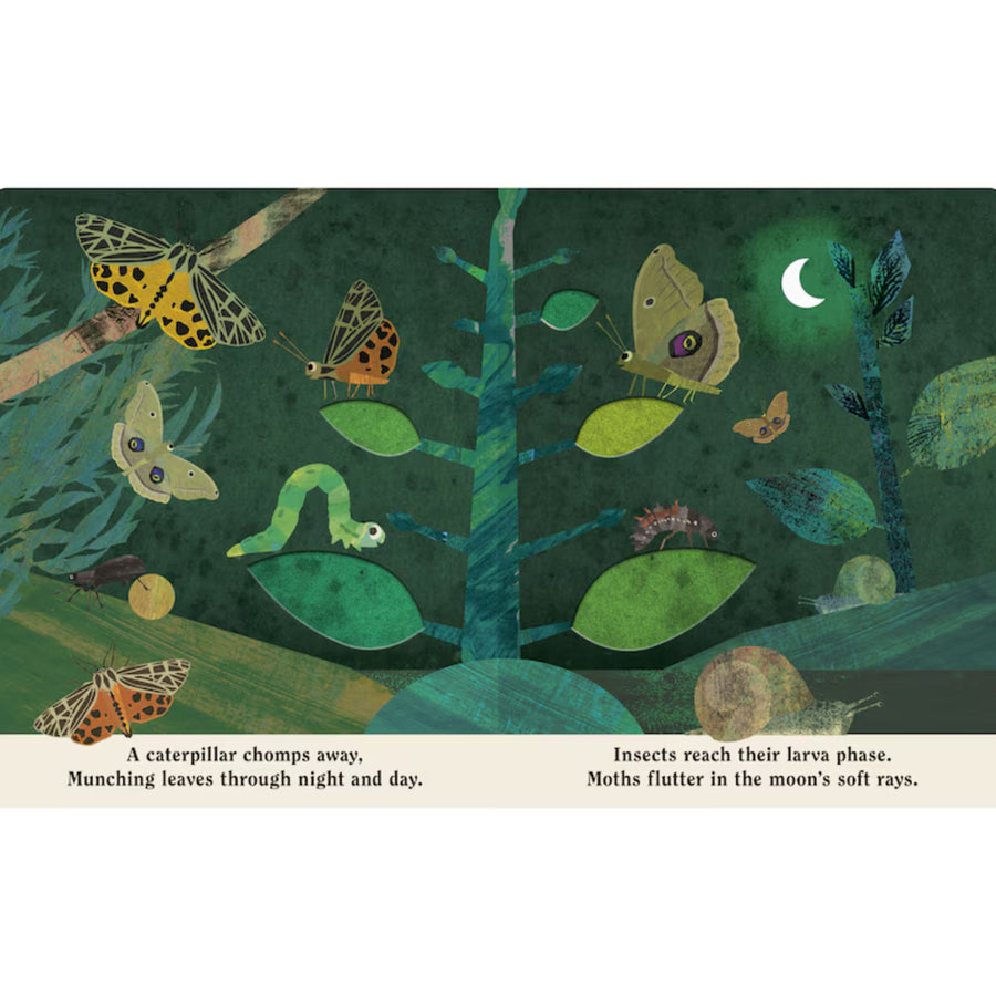 Bugs: A Peek-Through Board Book