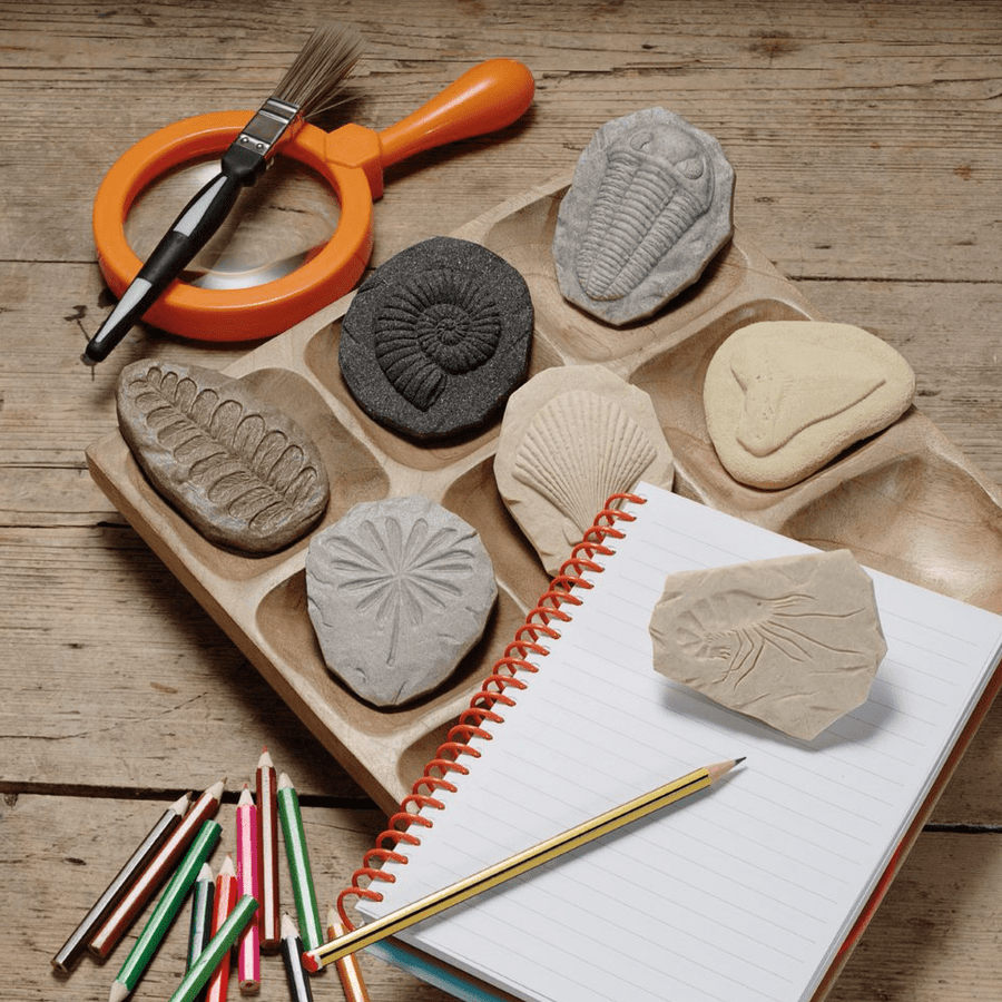 Yellow Door Sensory Play Lets Investigate - Fossils Sensory Stones