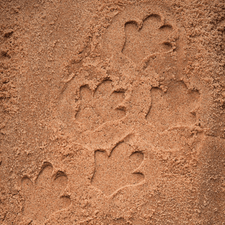 Yellow Door Sensory Play Lets Investigate  - Safari Footprints Sensory Stones (Double Sided)